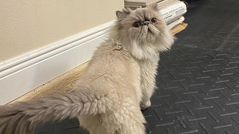 Top 5 Wrestling Pet Posts Of The Week (July 26, 2020)