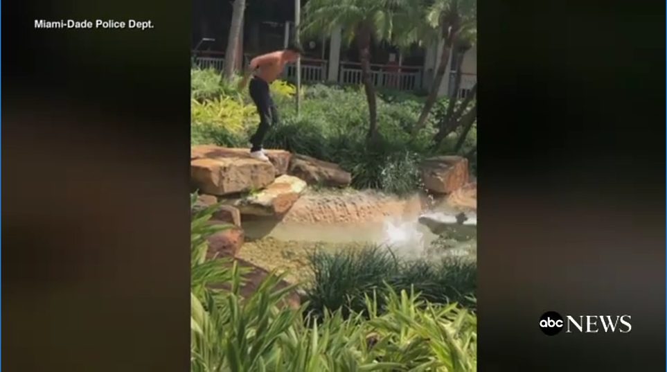 Student Arrested For RKO On Teacher Arrested Again For Wrestling Plastic Alligator