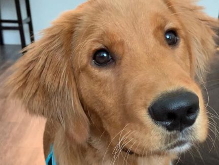 Top 10 Wrestling Pet Posts Of The Week (August 30, 2020)