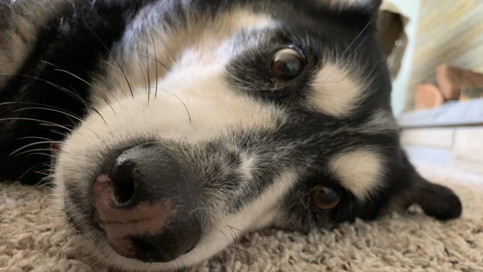 Top 5 Wrestling Pet Posts Of The Week (July 19, 2020)