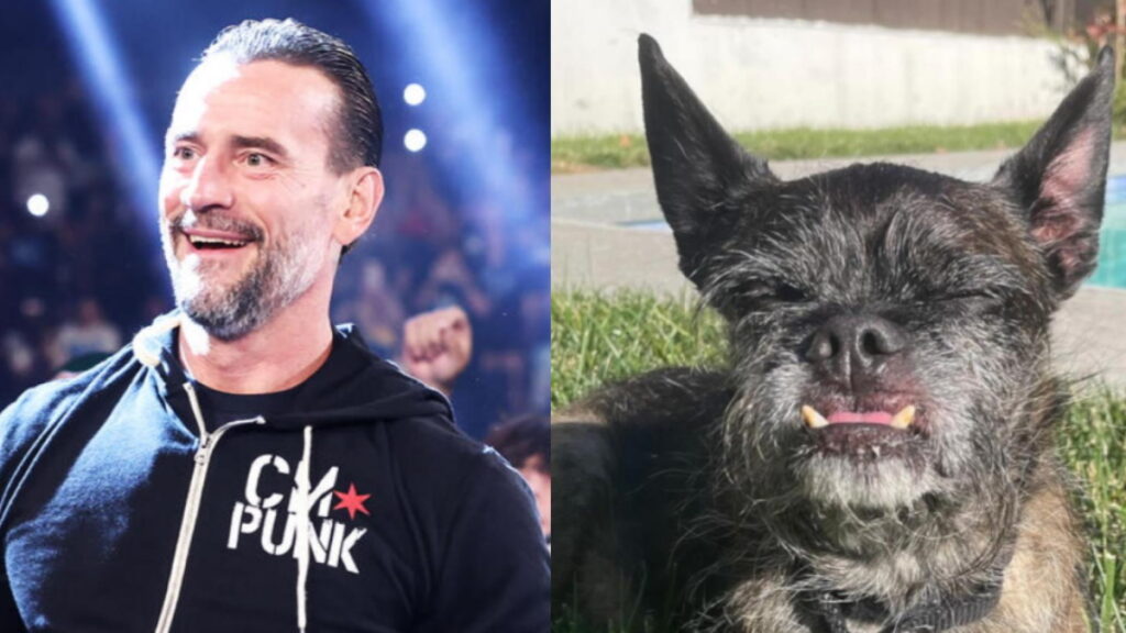 WWE Star Reacts To CM Punk’s Dog Larry’s Merchandise Sales